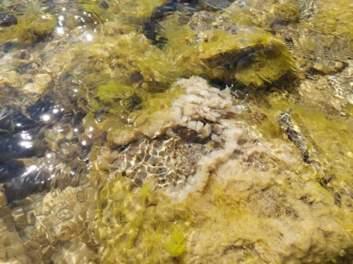 Didymo - image 