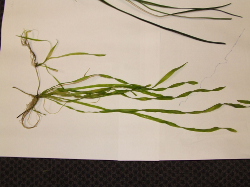 Eel grass
