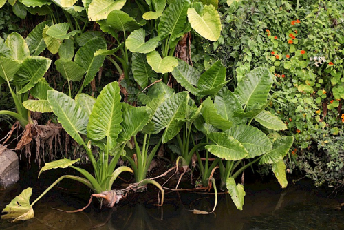 Elephant ear