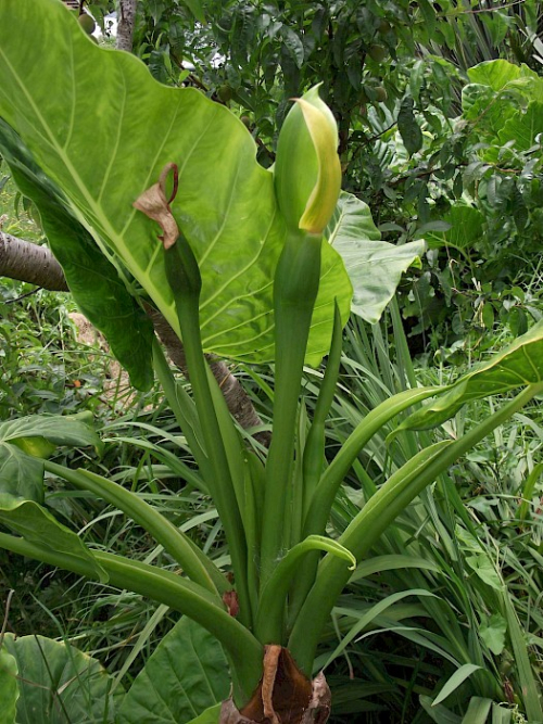 Elephant ear - image 1