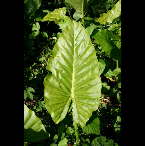 Elephant ear - image 