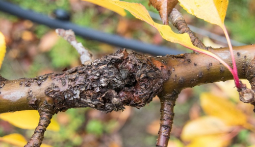 European canker