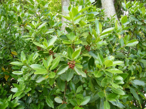 Evergreen buckthorn - image 