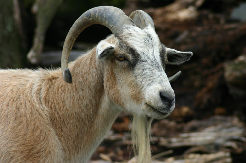 Feral goat