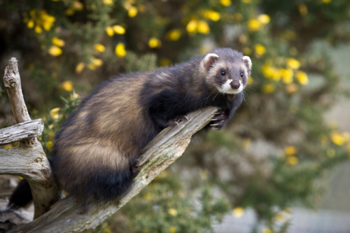 Ferret