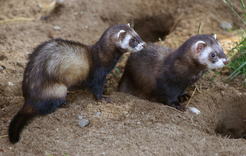 Weasel - image 