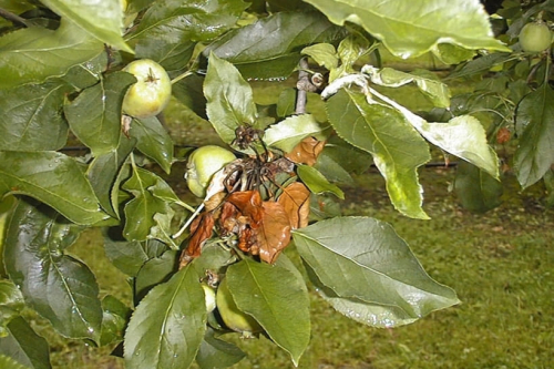 Fireblight - image 