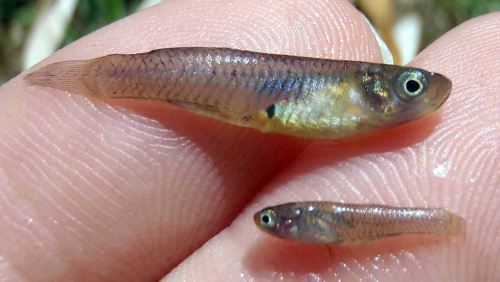 Gambusia - image 