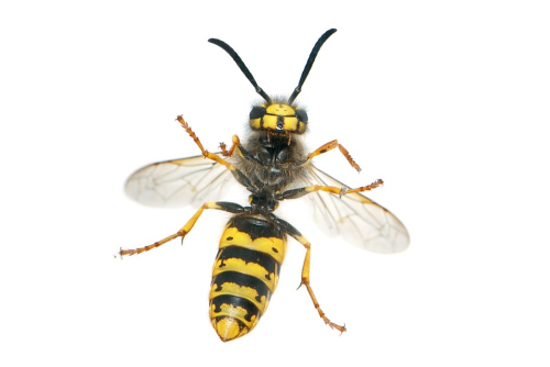 German wasp - image 