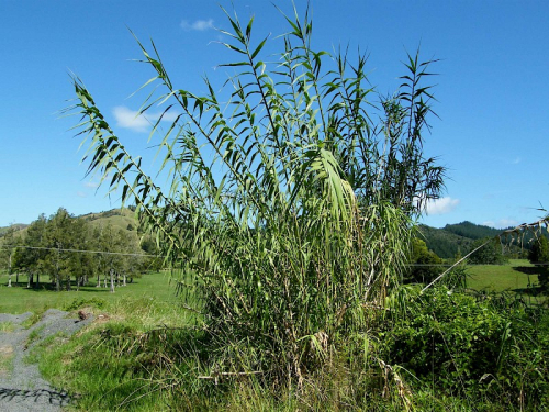 Arundo