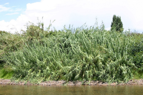 Arundo - image 