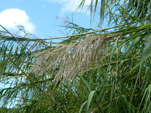 Arundo - image 