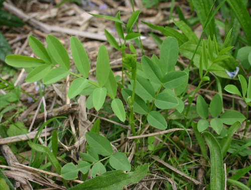Goat's rue - image 