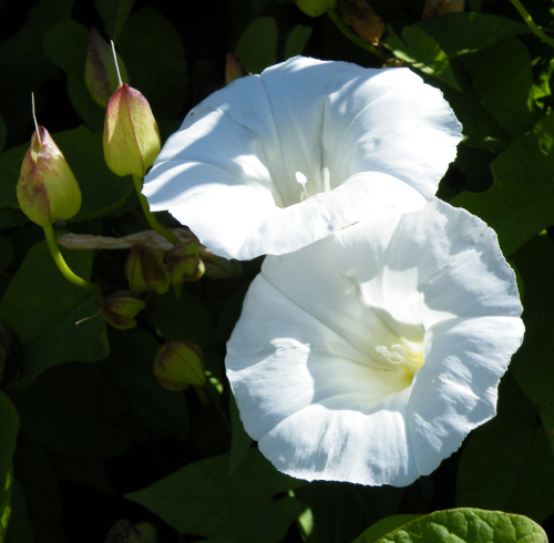 Greater bindweed - image 