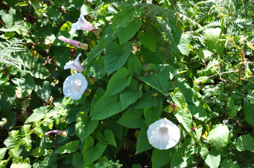 Greater bindweed
