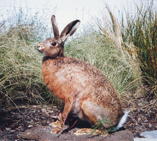 Hare