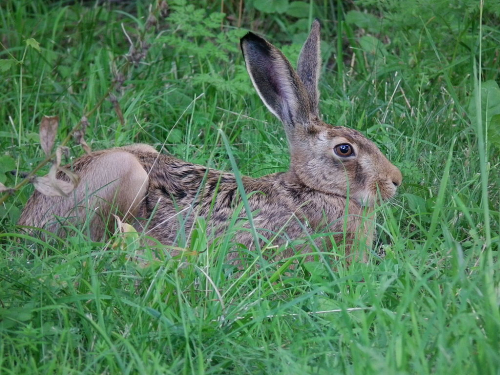Hare - image 