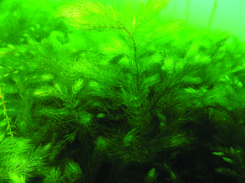 Hornwort - image 