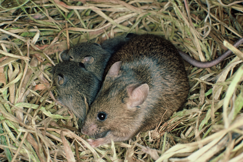 Mouse
