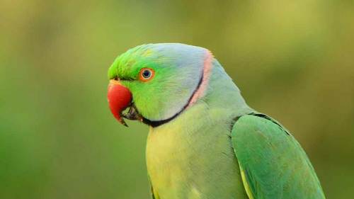 Indian ring-necked parakeet - image 1