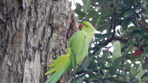 Indian ring-necked parakeet - image 