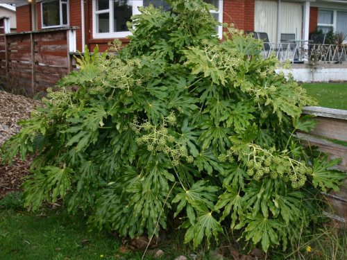 Japanese aralia - image 