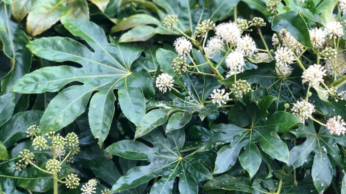 Japanese aralia - image 