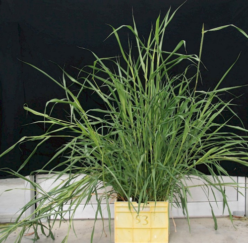 Johnson grass - image 