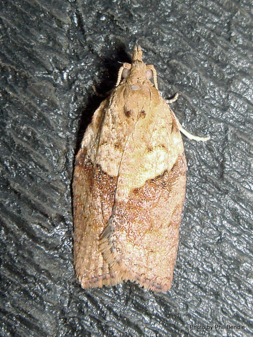 Light brown apple moth - image 