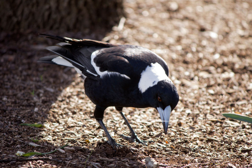 Magpie - image 