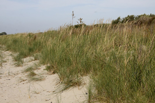 Marram grass - image 
