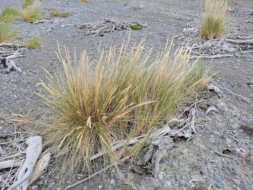 Marram grass