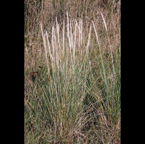 Marram grass - image 
