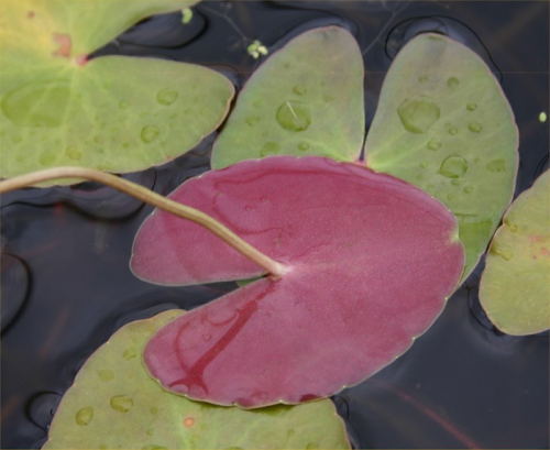 Marshwort
