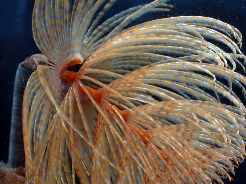 Mediterranean fanworm - image 