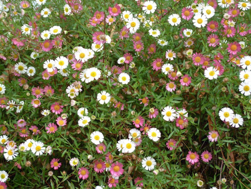 Mexican daisy