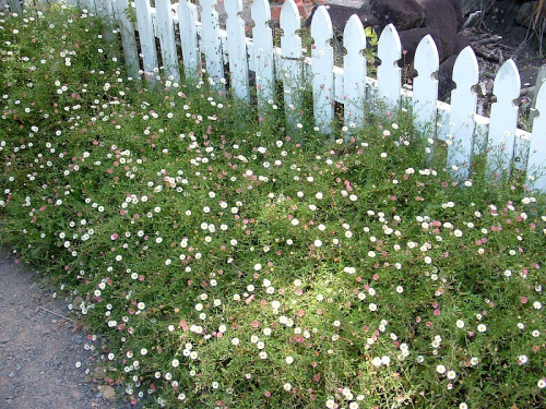 Mexican daisy - image 1