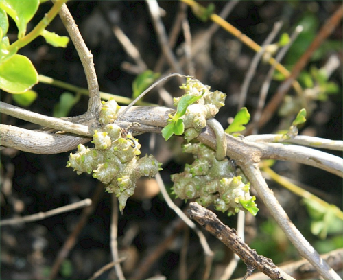 Madera vine