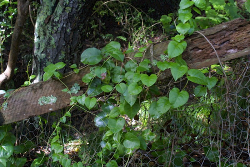 Madera vine - image 1