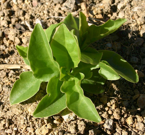 Madera vine - image 