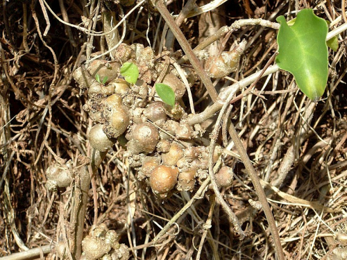 Madera vine - image 