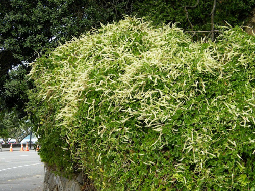 Madera vine - image 