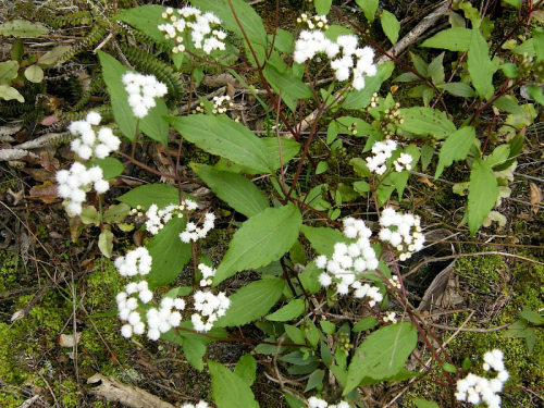 Mist flower - image 