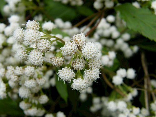Mist flower - image 