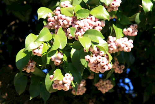 Monkey apple - image 1