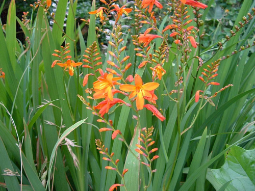 Montbretia