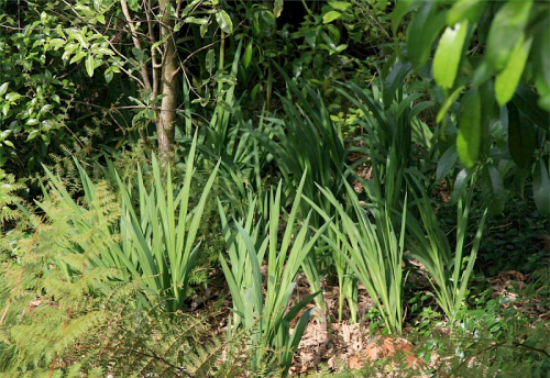 Montbretia - image 