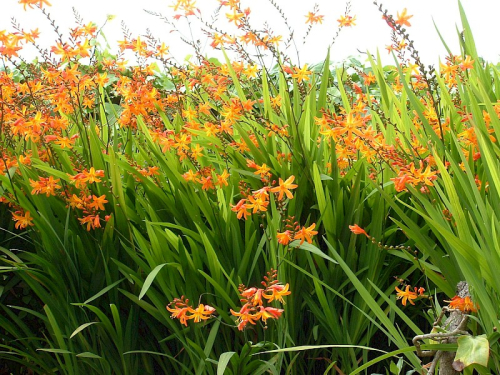 Montbretia - image 