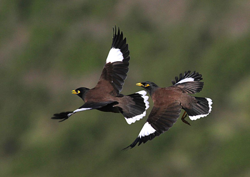 Myna