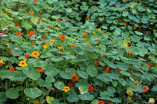 Nasturtium